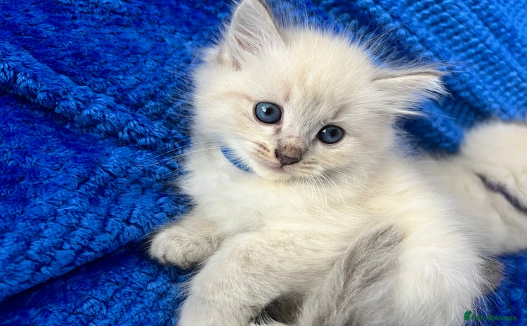 Siberian cats - Advert 4