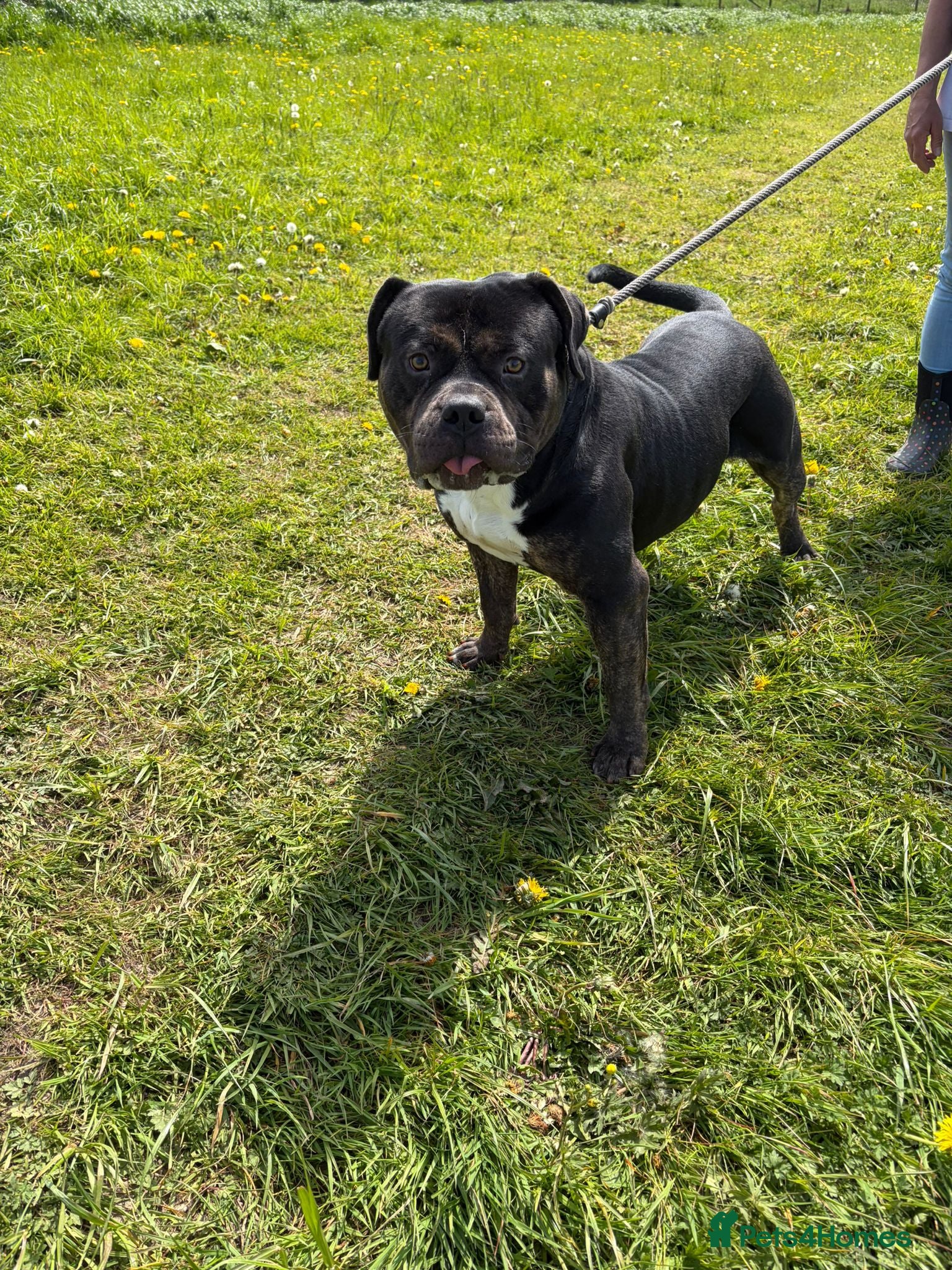 Mixed Breed dogs for adoption: Tony looking for his forever home - Advert 3