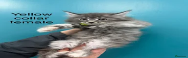 Maine Coon Kitten 3