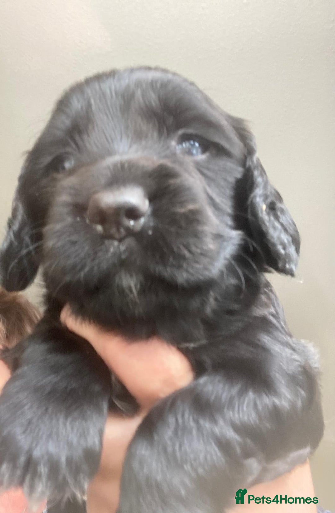 Sprocker dogs for sale: Working Sprocker Pups   - Image 10