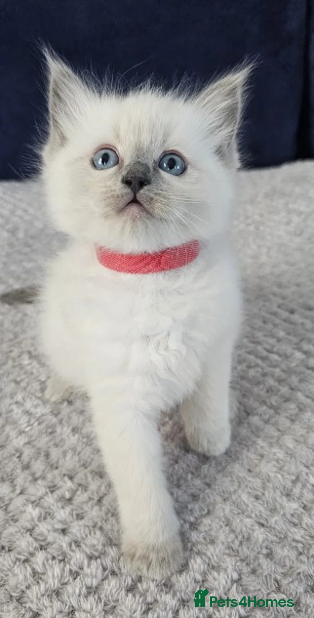 Ragdoll cats for sale: Adorable Ragdoll Kittens - Advert 2