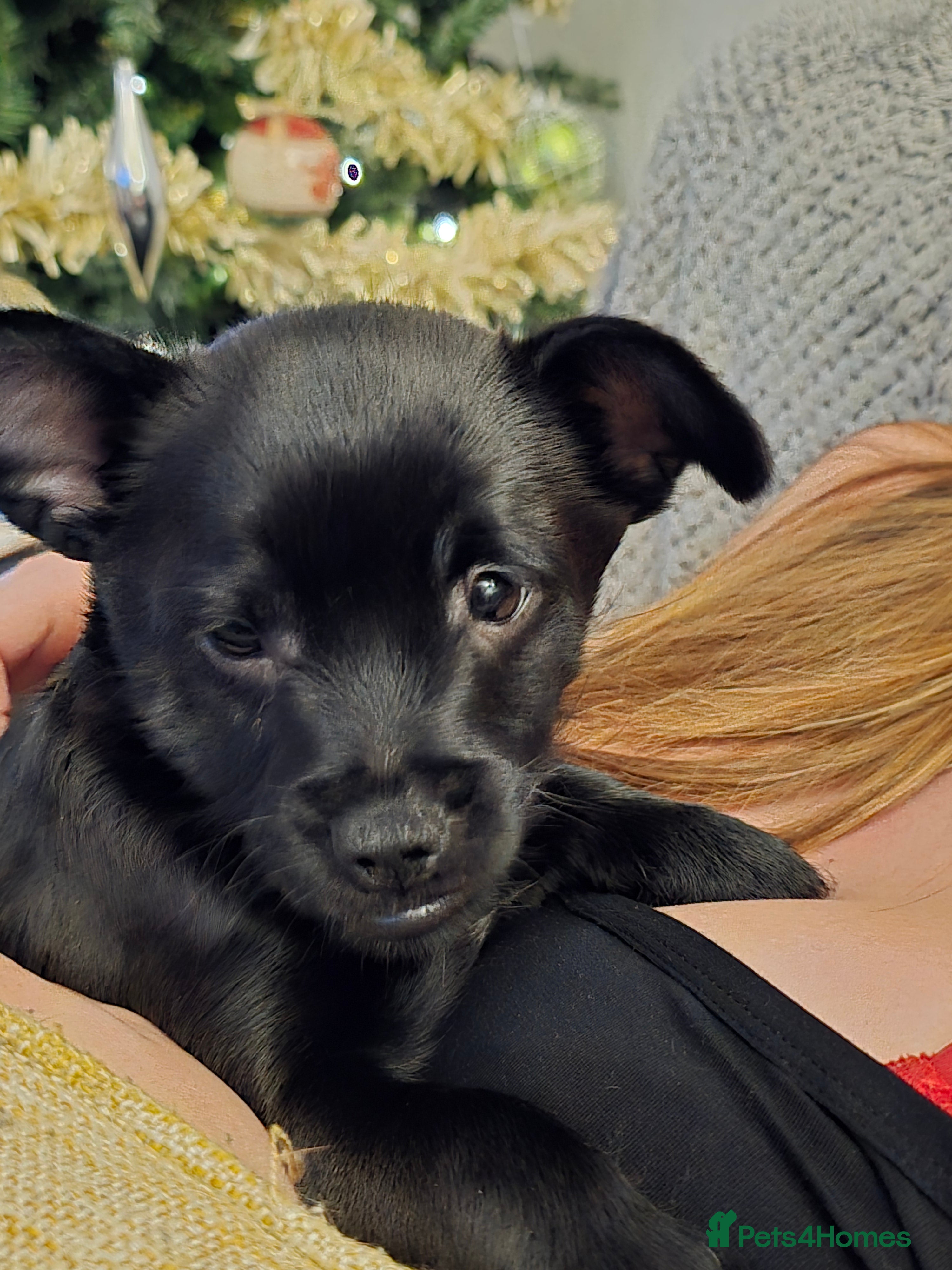 Mixed Breed dogs Schnoodle cross pomiestaff - Advert 2