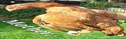 Chickens poultry for sale: Out standing bloodlines chicks - Advert 3