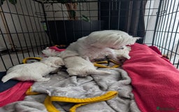 Maltese dogs for sale: Exceptional Female Korean Maltese Puppies - Image 5