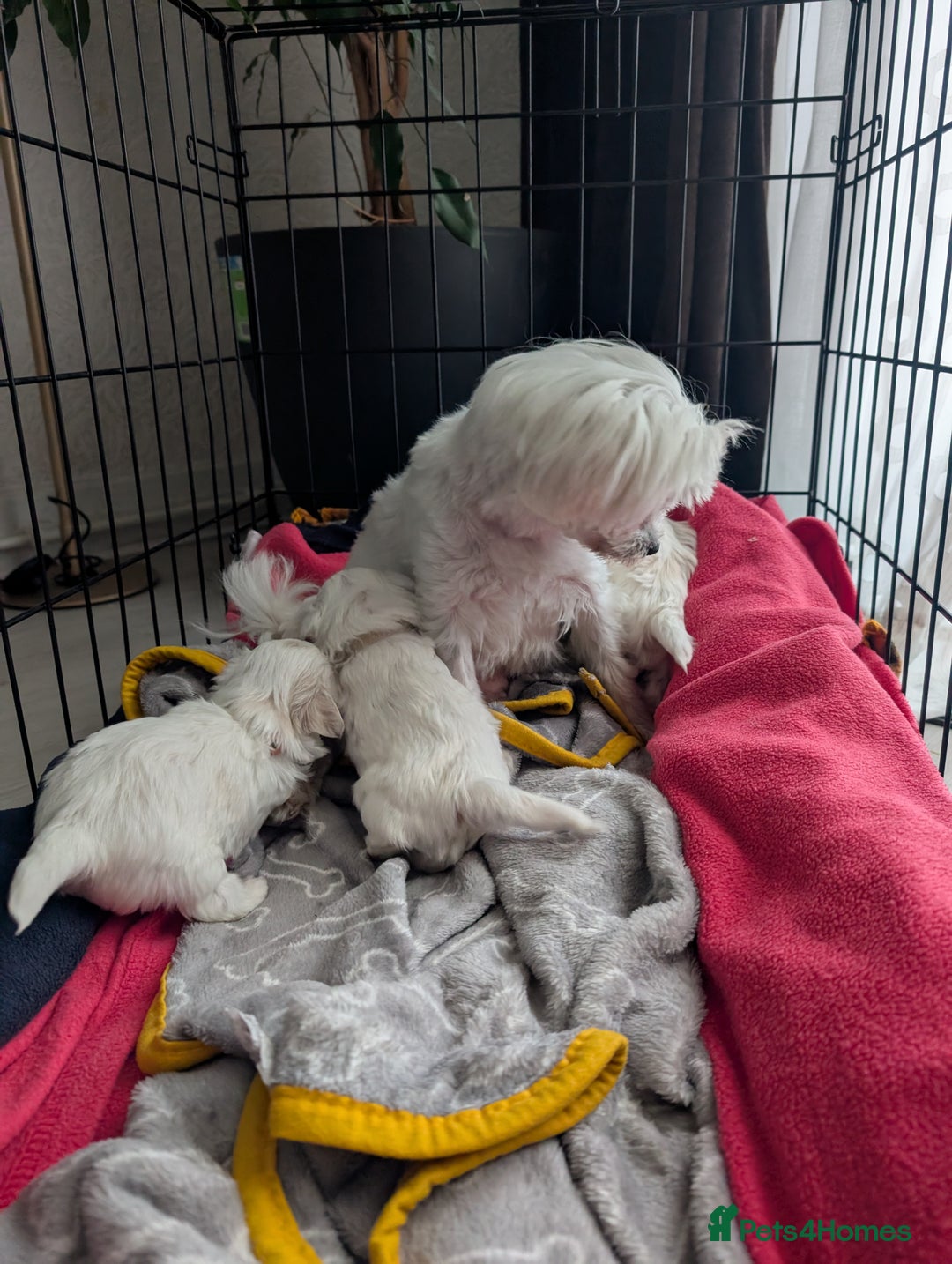Maltese dogs for sale: Exceptional Female Korean Maltese Puppies - Image 5