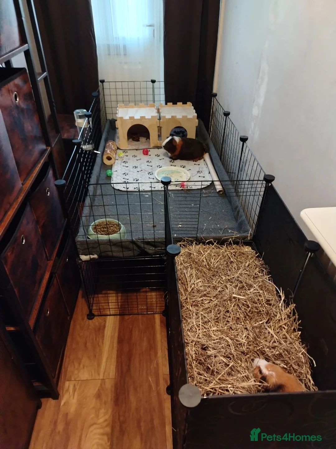 Guinea Pig rodents for sale: 2 male guinea pigs in ELY - Advert 5