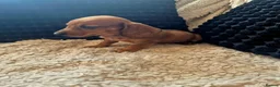 Dachshund dogs for sale: Kc dachshund puppies! - Advert 9