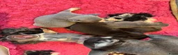 French Bulldog dogs for sale: HEALTH TESTED QUALITY FRENCH BULLDOG PUPPIES in Wallsend - Advert 25