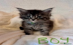 Maine Coon cats for sale: Maine coon kitten  - Image 28