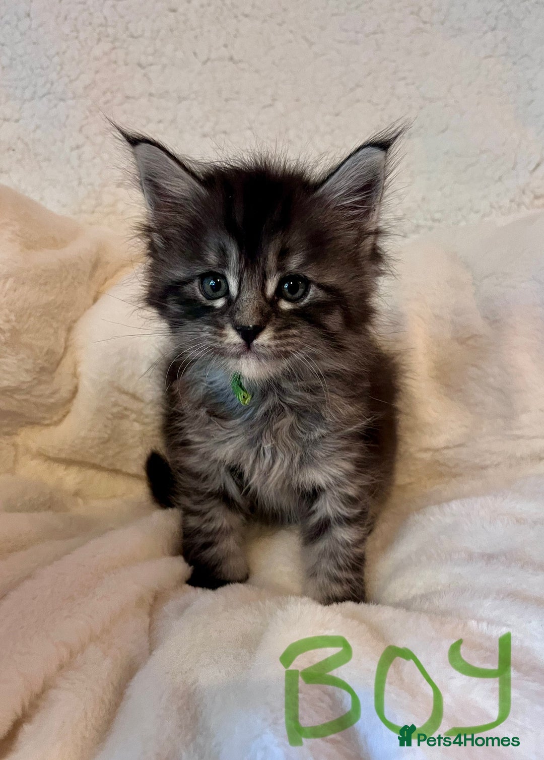 Maine Coon cats for sale: Maine coon kitten  - Image 28