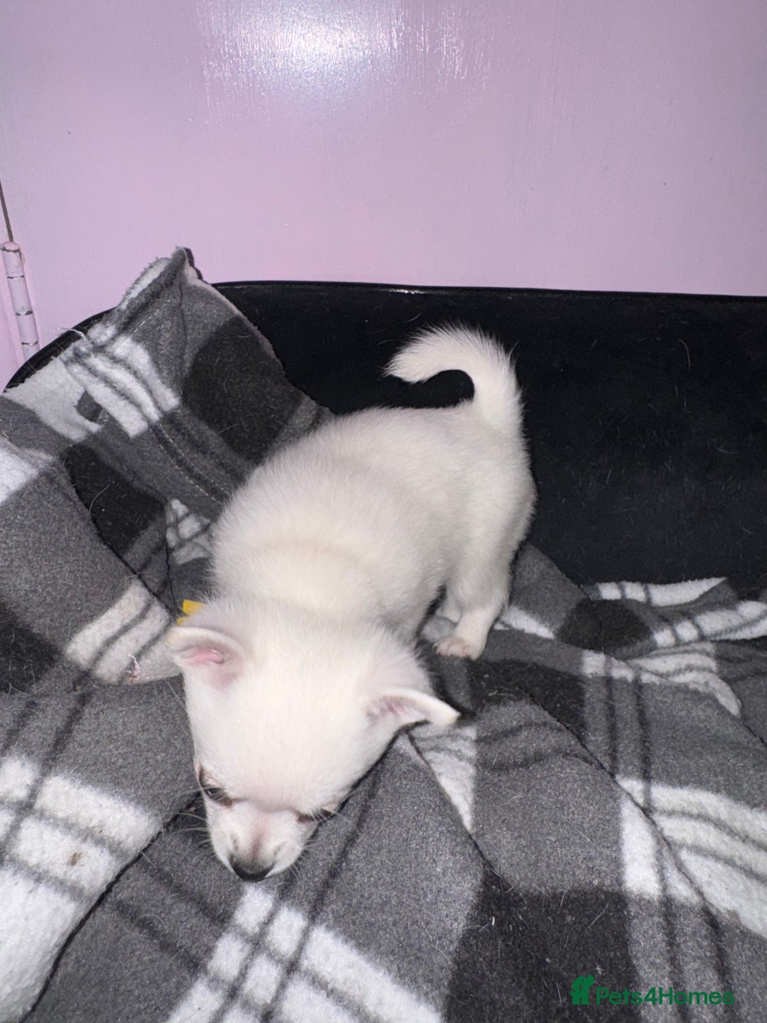 Pomchi dogs for sale: Beautiful Fluffy Pomchis - Image 31