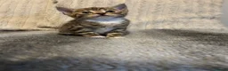 Mixed Breed cats for sale: Beautiful kittens ready for amazing homes  - Advert 13