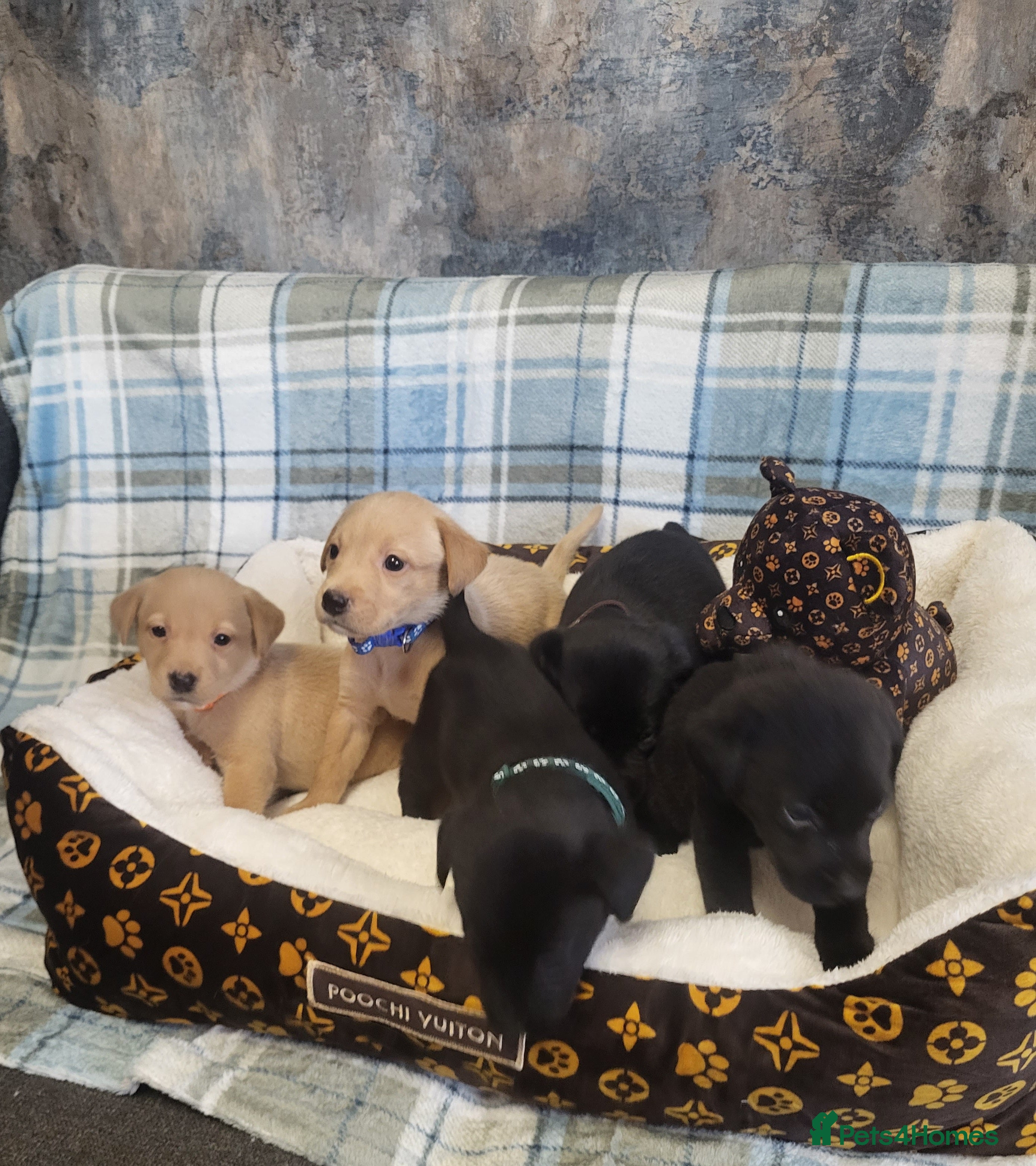 Labrador Retriever dogs KC registered Labrador Retriever puppies - Advert 16