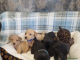 Labrador Retriever dogs KC registered Labrador Retriever puppies - Advert 17