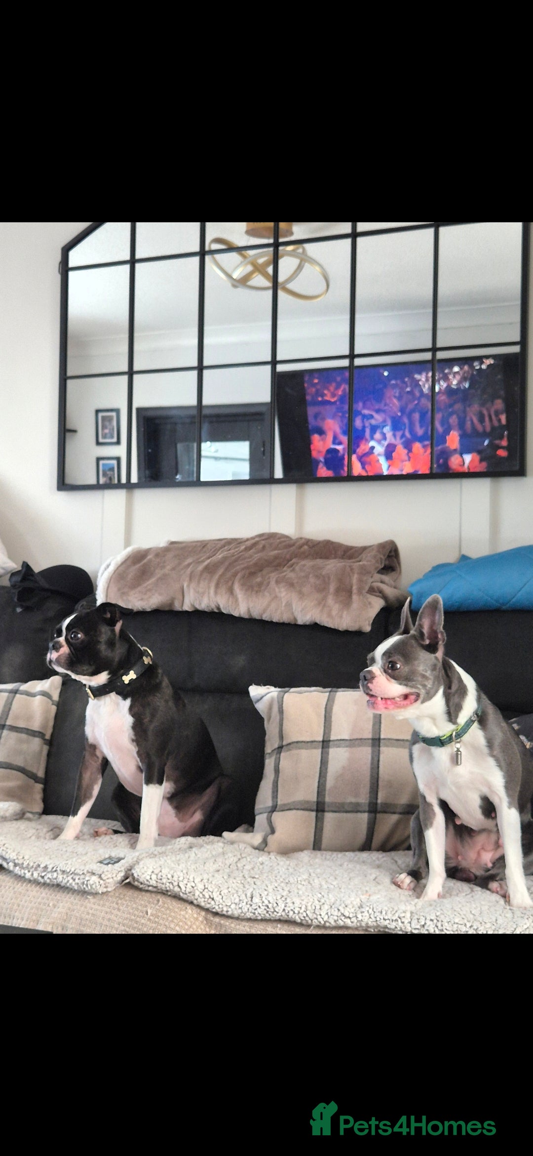 Boston Terrier dogs for sale: Superb litter of boston terriers. - Image 32