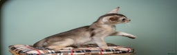 Abyssinian cats for sale: SILVER ABYSSINIAN-Winston-Rare and Exceptional  - Advert 24