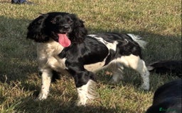 English Springer Spaniel dogs for sale: Springer Spaniel Puppies for sale  - Image 19