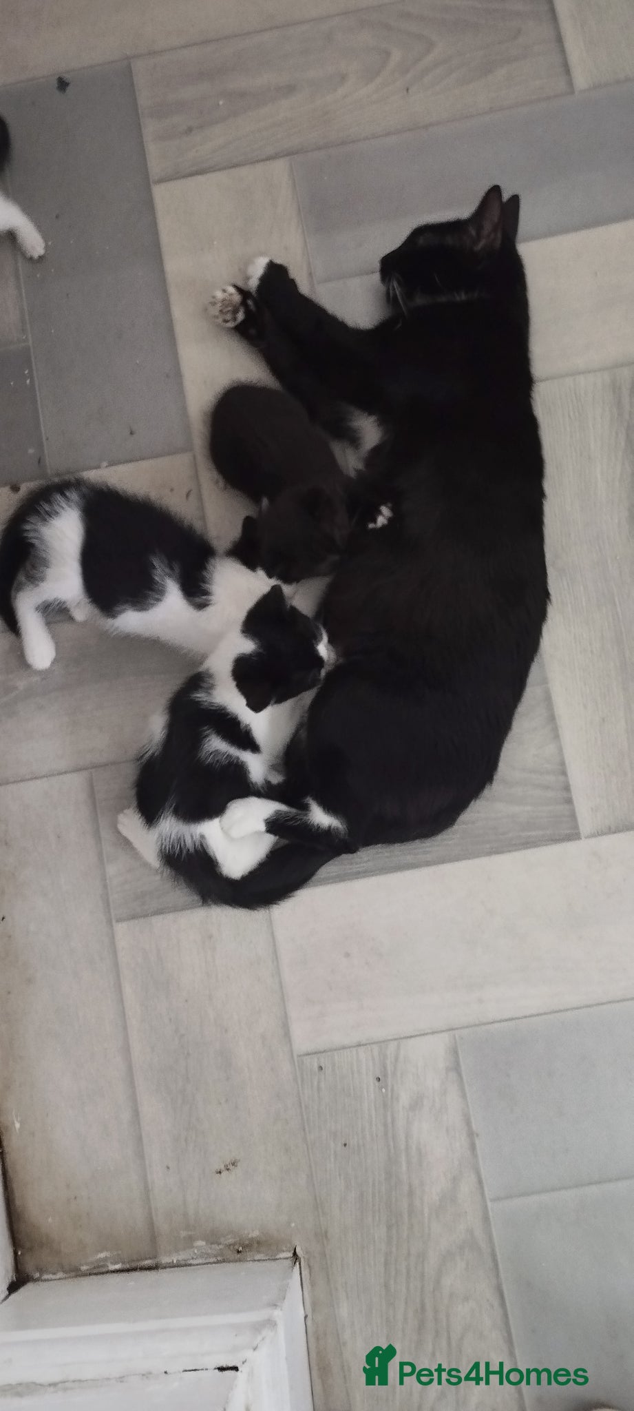 British Shorthair cats Lovely kittens search new homes - Advert 1