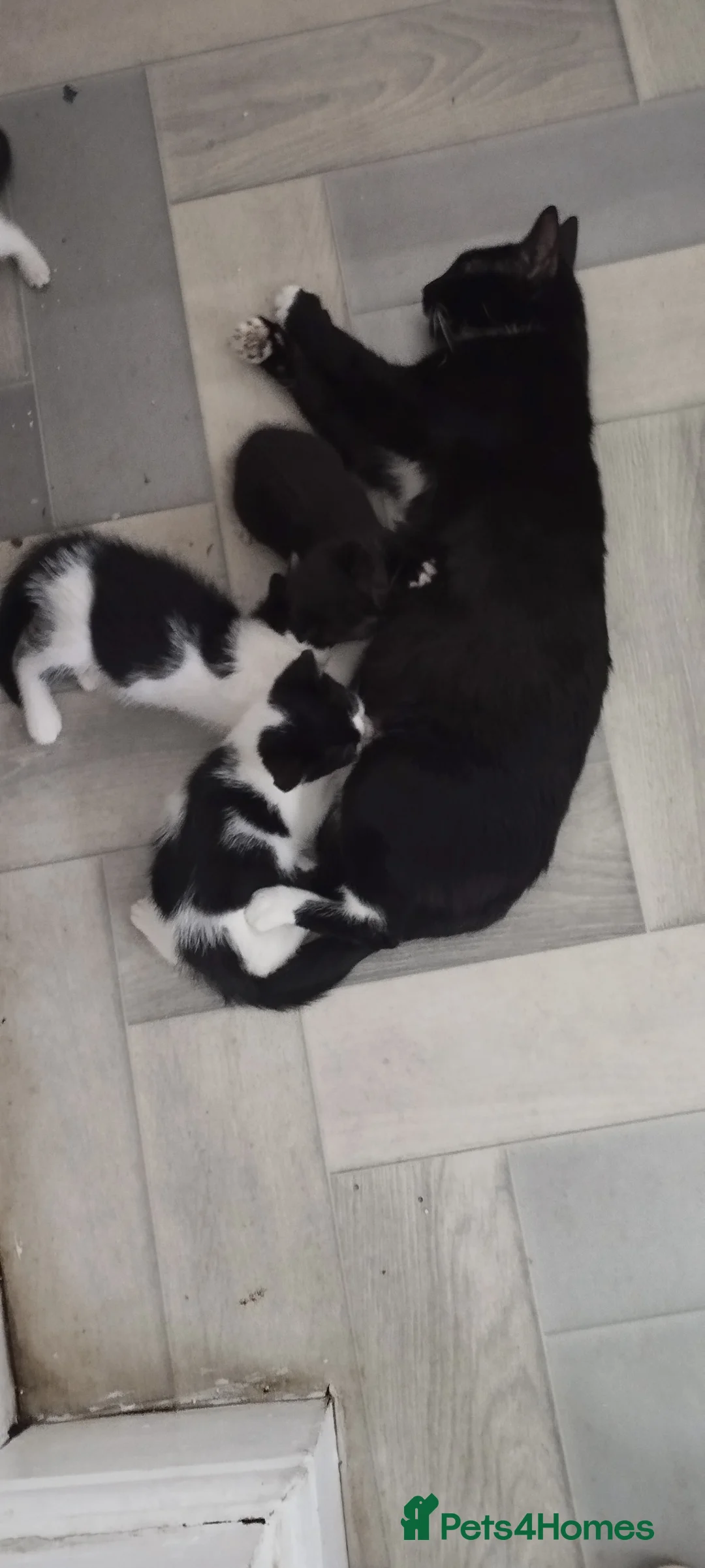 British Shorthair cats for sale: Lovely kittens search new homes - Advert 1