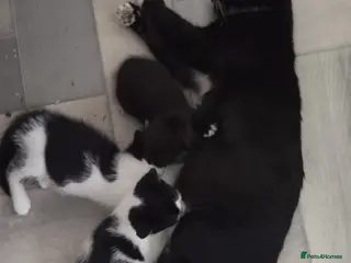 British Shorthair cats Lovely kittens search new homes - Advert 1