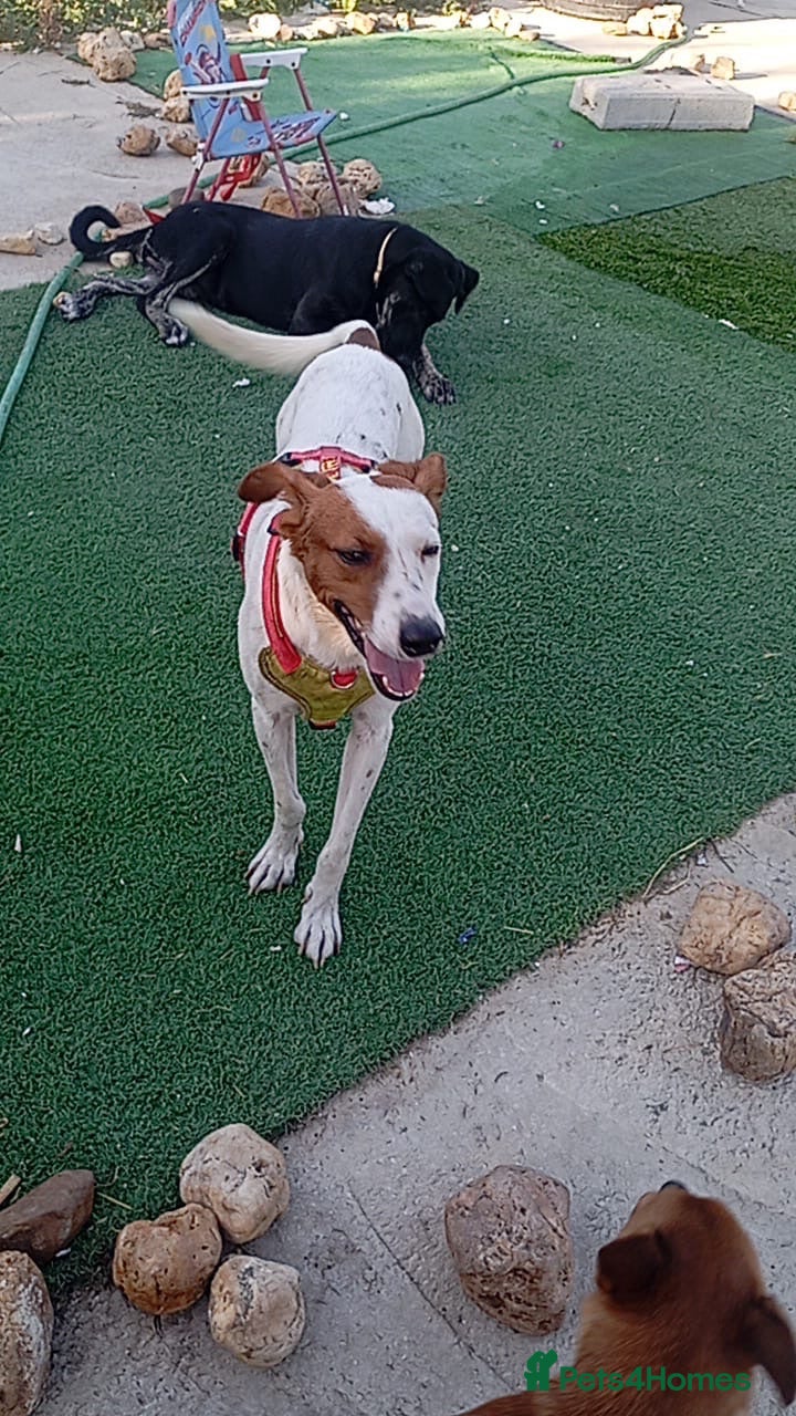 Mixed Breed dogs Leo’s  just a young dog  🐶🐾 - Advert 21