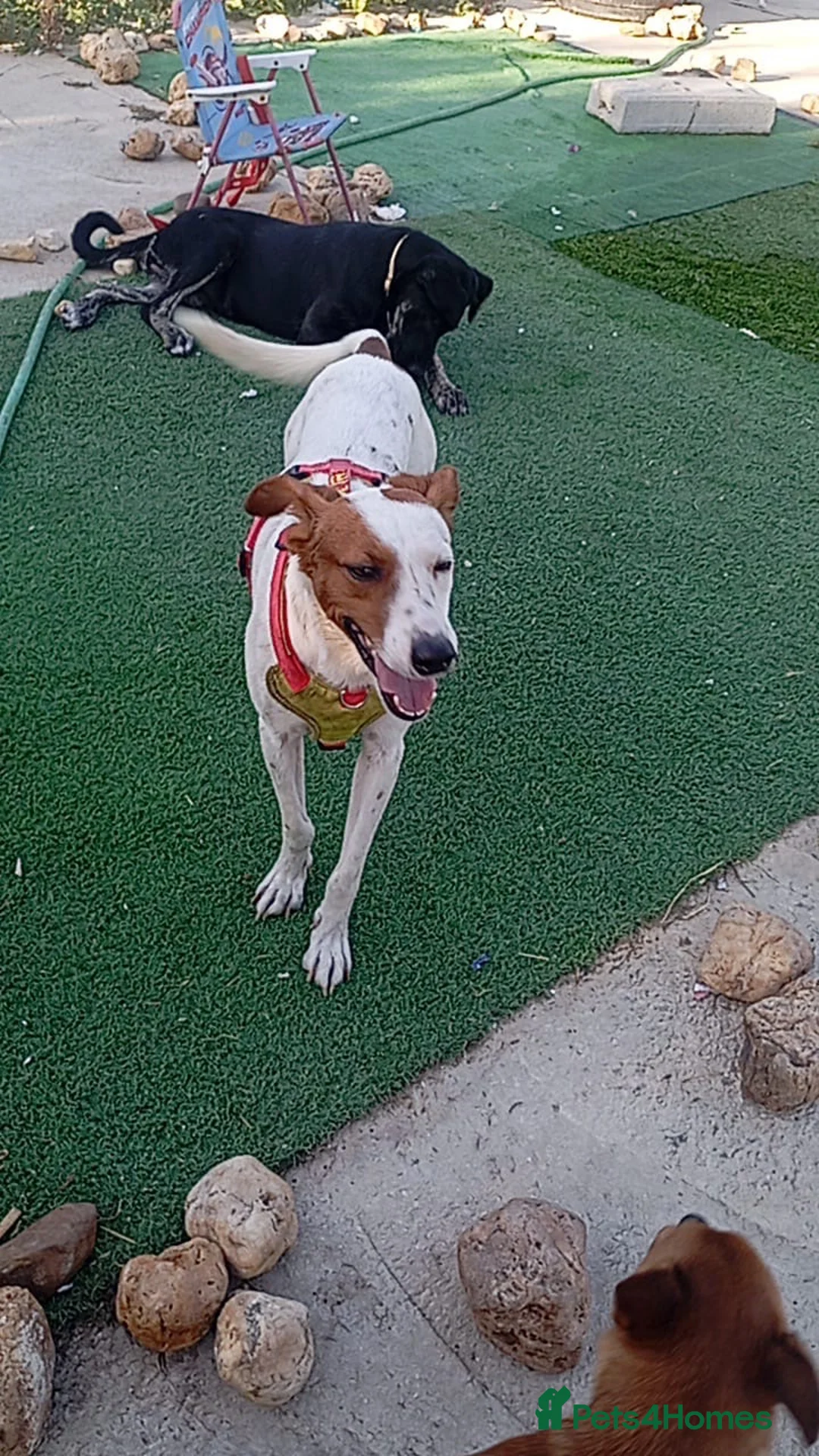 Mixed Breed dogs for adoption: Leo’s  just a young dog  🐶🐾 - Advert 1