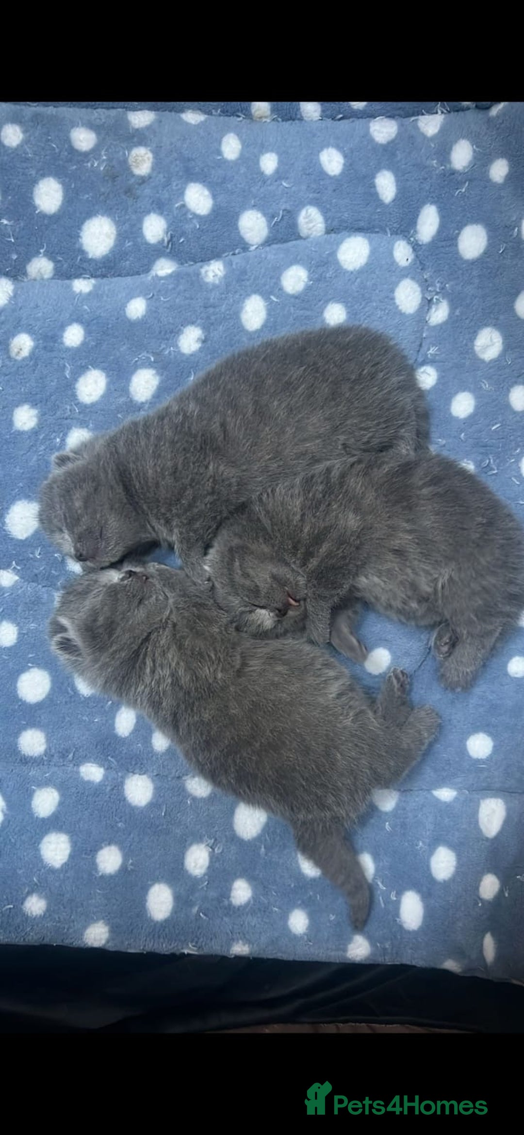 British Shorthair cats for sale: Beautiful British shorthair kittens  - Advert 2