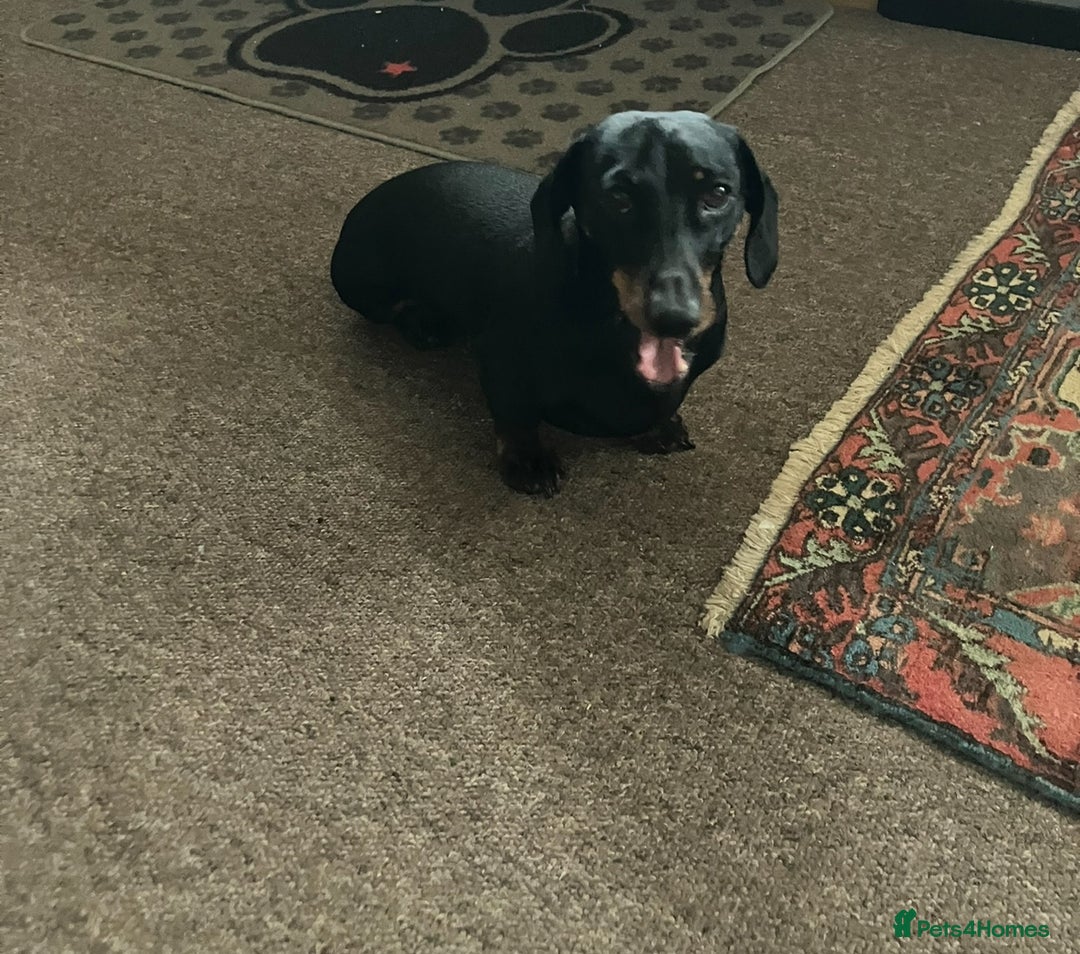 Miniature Dachshund dogs for sale: Beautiful KC miniature dachshund puppies - Advert 10