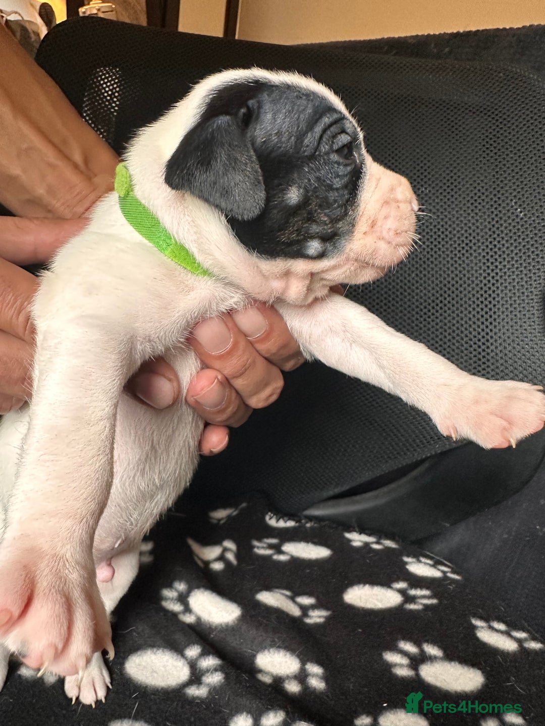 Mixed Breed dogs for sale: American bulldog staffy 🏡 - Image 36