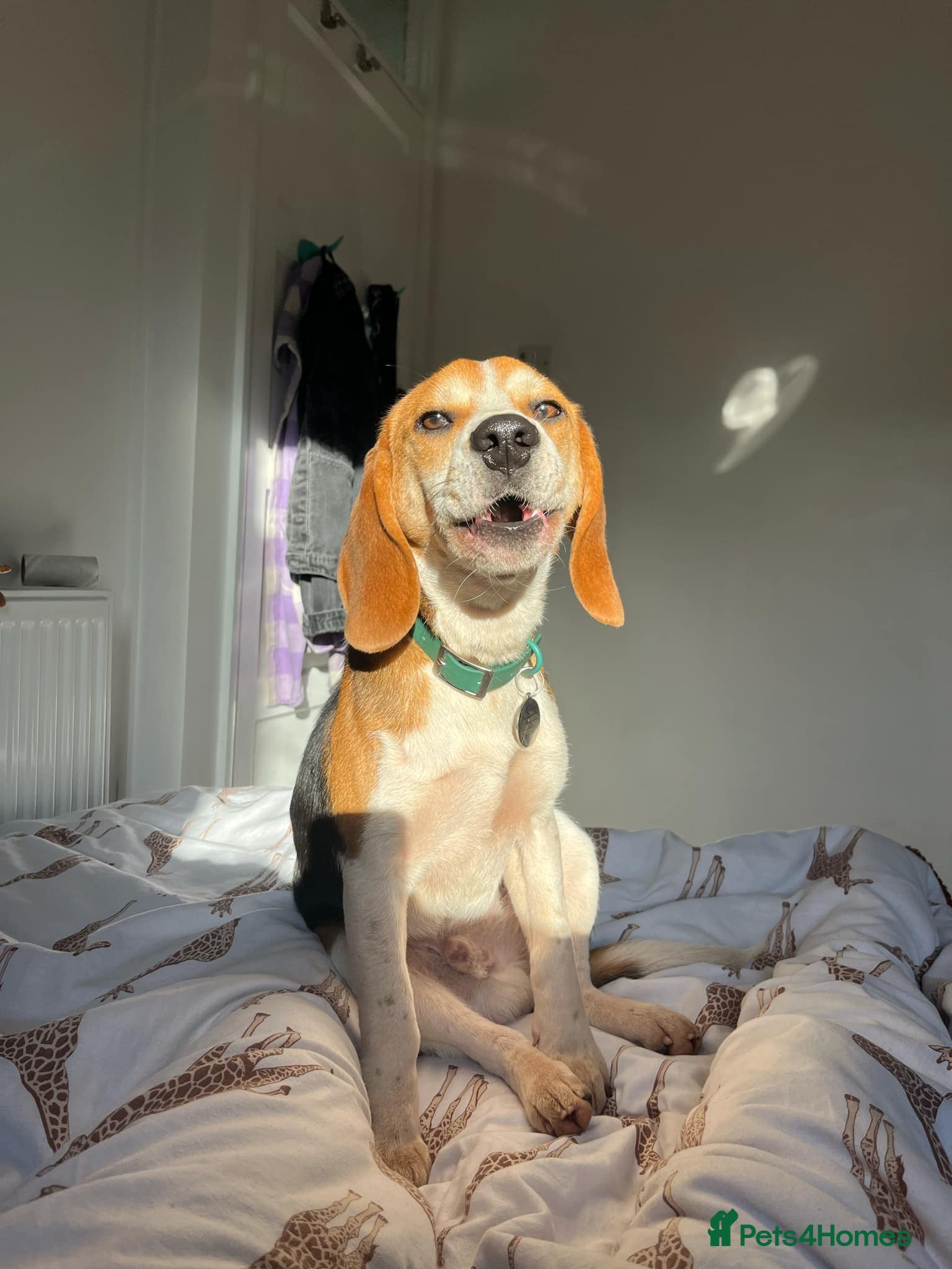 Beagle dogs BEAGLE STUD NOW AVAILABLE  in Saint Austell - Advert 1