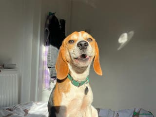 Beagle dogs BEAGLE STUD NOW AVAILABLE in Saint Austell - Advert 1