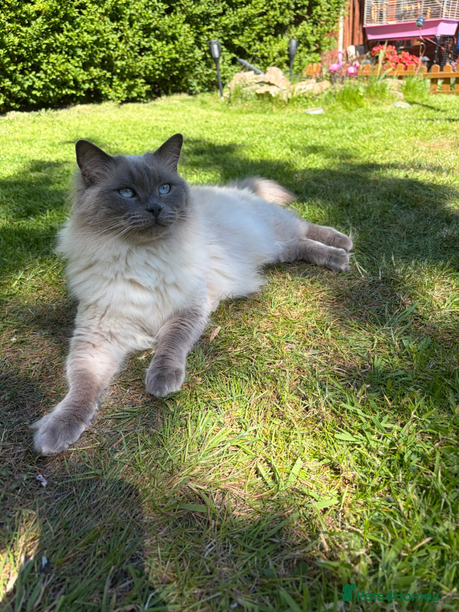 Ragdoll cats Beautiful Ragdoll  - Advert 1