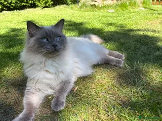 Ragdoll cats Beautiful Ragdoll - Advert 3