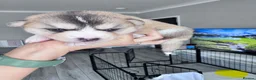 Pomsky dogs for sale: Stunning F3 pomsky puppys  - Advert 8