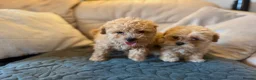 Miniature Poodle dogs for sale: Minature Poodle puppys!🐶🐾 - Advert 16