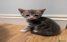 Domestic Shorthair cats for sale: 7 kittens are looking for new home - Image 4