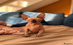Sphynx cats for sale: Sweet Cream Sphynx Kitten looking for a family - Image 5