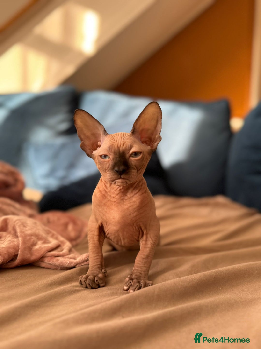 Sphynx cats for sale: Sweet Cream Sphynx Kitten looking for a family - Image 5