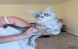 Maine Coon cats for sale: Sweet Maine Coon Kittens  - Image 5