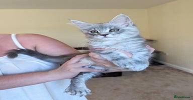 Maine Coon cats - Advert 2