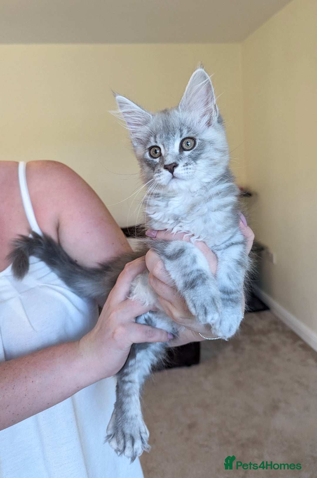 Maine Coon cats for sale: Sweet Maine Coon Kittens  - Image 5