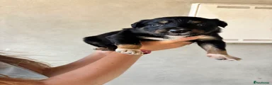 Mixed Breed Puppy 4