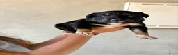 Mixed Breed dogs for sale: Kelpie cross Collie  - Advert 2