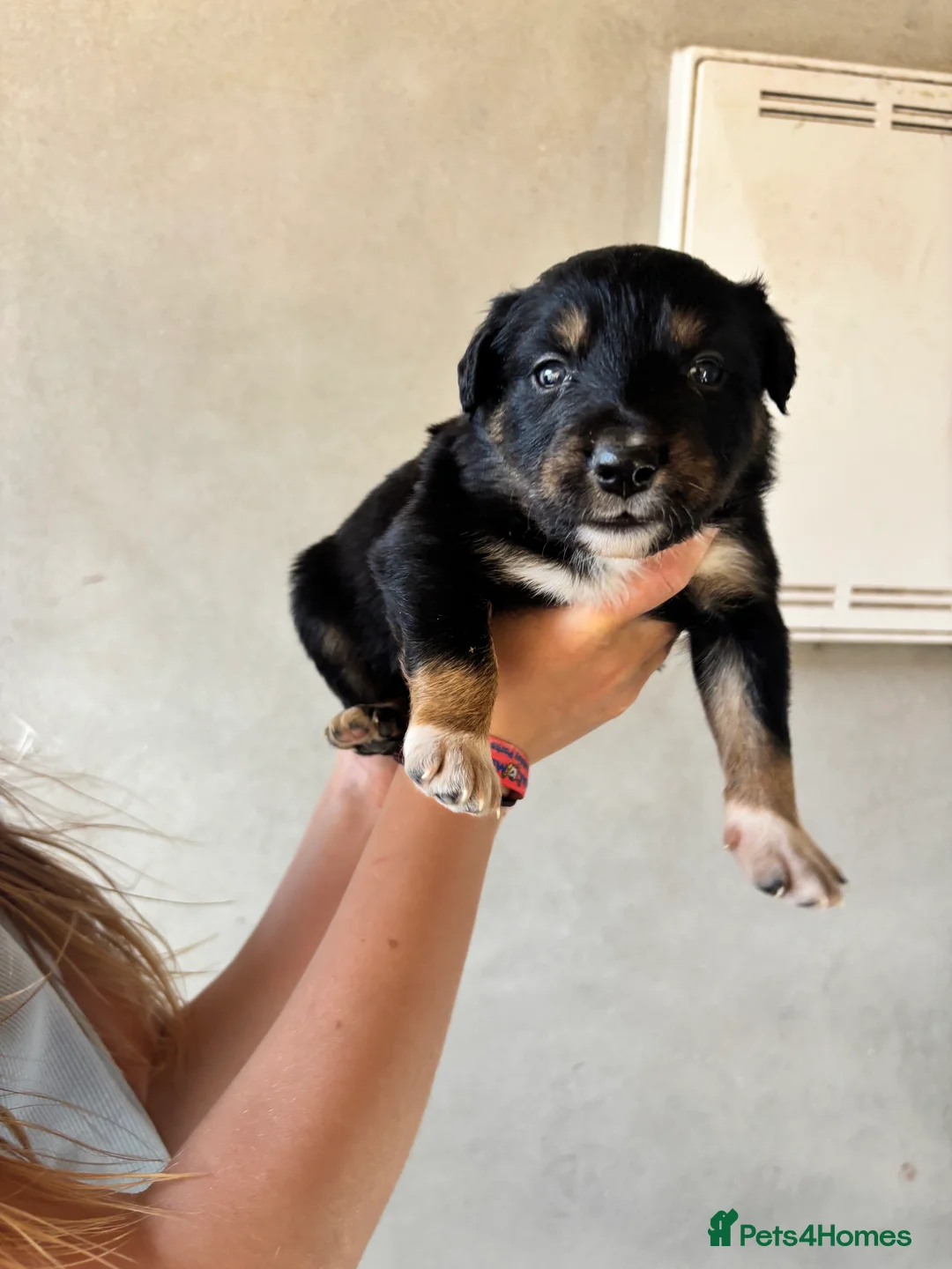 Mixed Breed dogs for sale: Kelpie cross Collie  - Advert 2