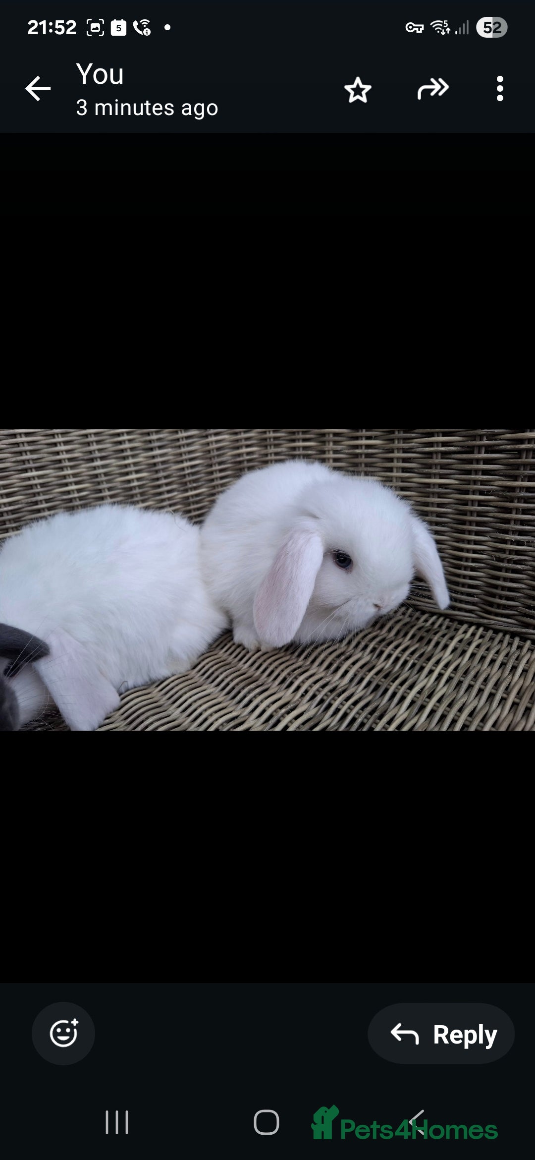 Mini Lop rabbits for sale: Adorable baby mini lops - Image 6