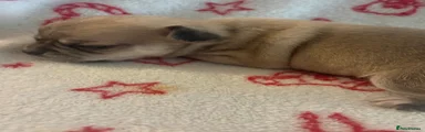 Chihuahua Puppy 2