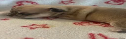 Chihuahua dogs for sale: Chihuahua puppies  - Advert 15