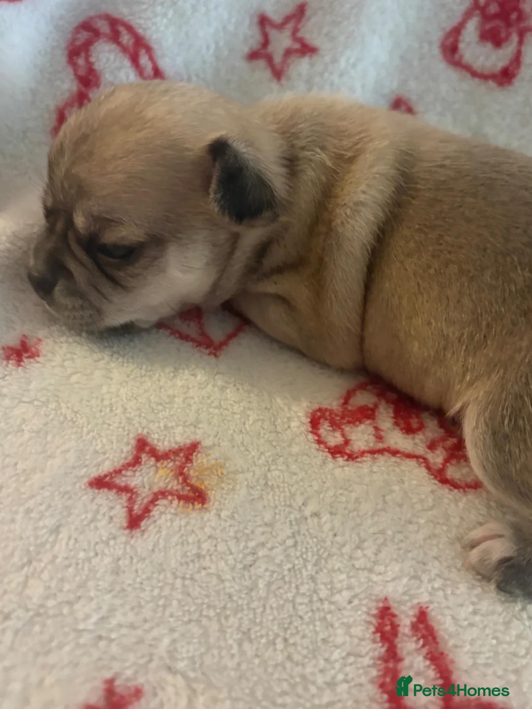 Chihuahua dogs for sale: Chihuahua puppies  - Advert 15