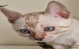 Bengal cats for sale: Stunning Glittered Pedigree Benga kittens  - Image 12
