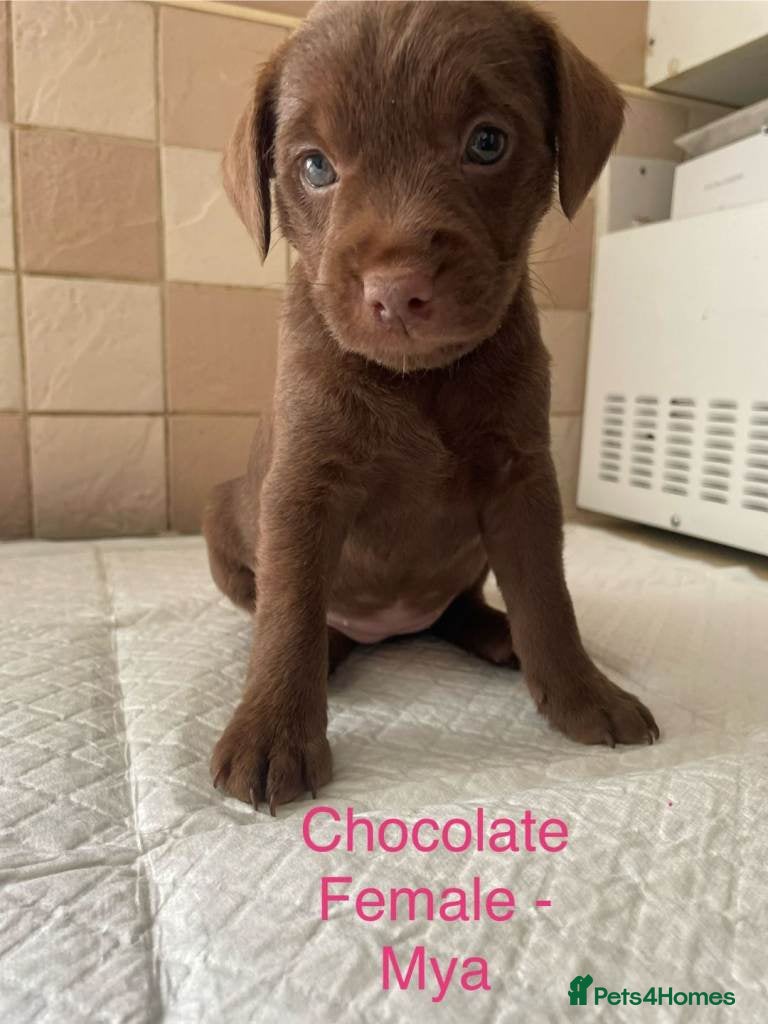 Patterdale Terrier dogs for sale: Strong, healthy, chunky Patterdale Puppies in Sunderland - Advert 9